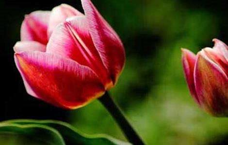 盆栽郁金香怎么养？