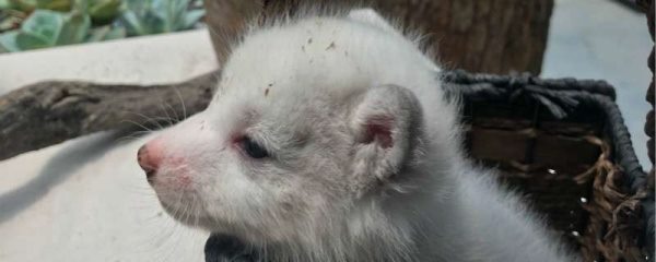 狐狸的繁殖与养殖多久？