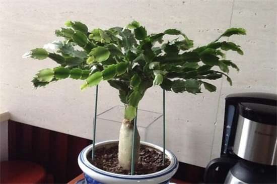 假昙花叶子发蔫怎么办 光照换土洒药预防病虫