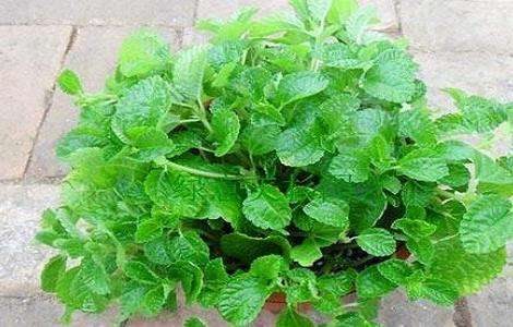 吸毒草真的能吸甲醛吗?