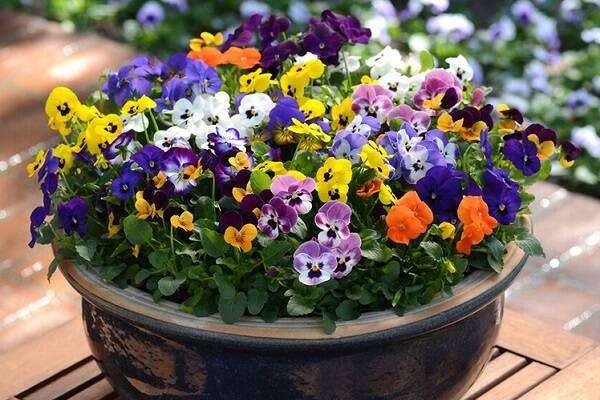 三色堇不开花是什么原因及解决办法