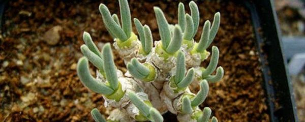 碧光环夏天可以种吗？