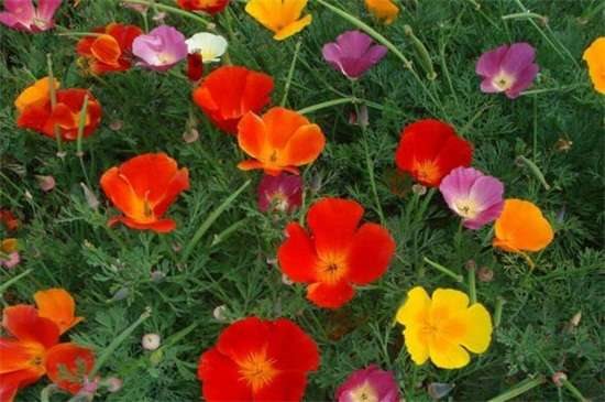 花菱草的养殖方法和注意事项 使土壤微湿光照养护