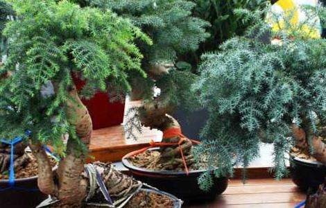 盆栽澳洲杉怎么养？