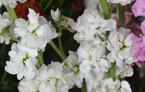 金鱼草养殖多久?