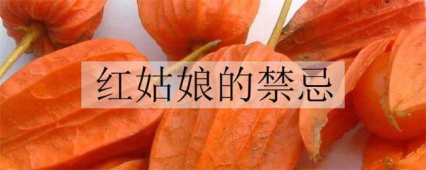 红姑娘的禁忌 有什么作用与功效