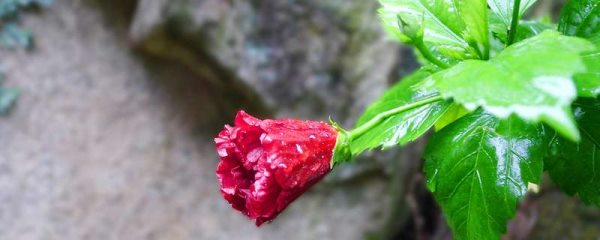 扶桑花的扦插多久?