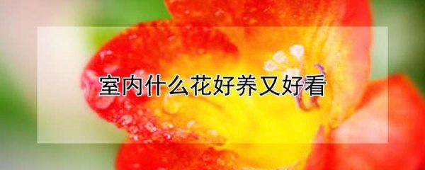 室内什么花好养又好看