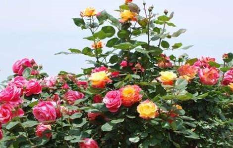 月季花的养殖方法介绍