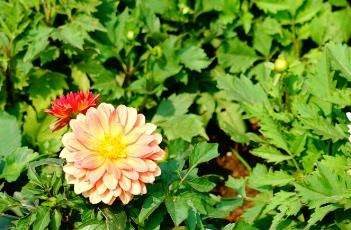 小丽花的繁殖多久？