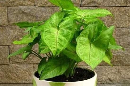 合果芋和绿萝的区别？