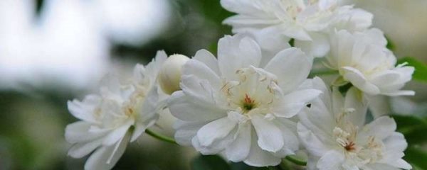 木香花不开花的原因?
