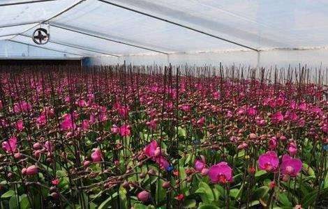 蝴蝶兰养殖多久？