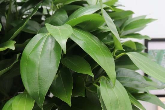 元宝树的叶子发黄干枯掉落什么原因？