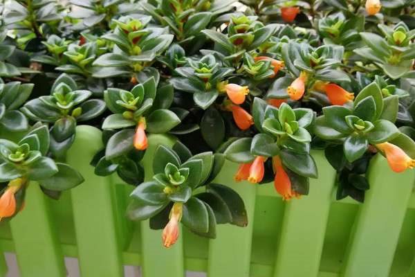 金鱼吊兰叶子有黄斑怎么办