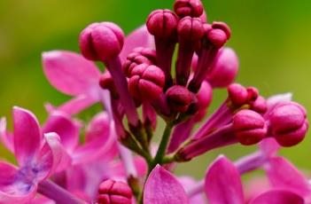 盆栽丁香花的种植多久？