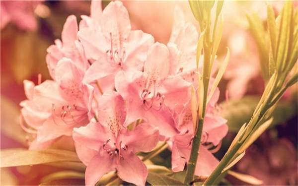 映山红盆景怎么养 日常管理窍门有哪些？