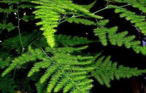 文竹怎么养才能生长得好？