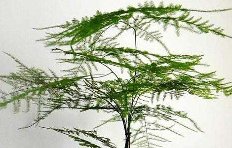 文竹怎么养才能生长得好？