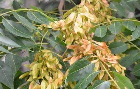 臭椿树的种植技术