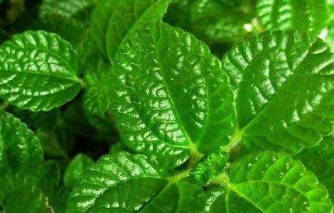 吸毒草真的能吸甲醛吗?