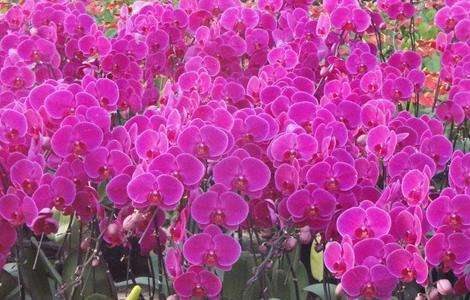 蝴蝶兰养殖多久？