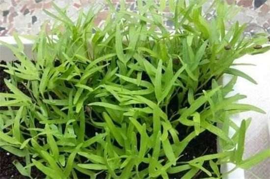 空心菜品种哪种好 竹叶空心菜产量高口质脆味浓