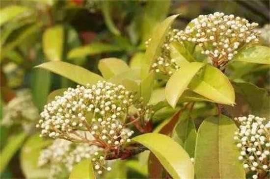 石楠花的功效和作用 可帮助消化还能可供观赏