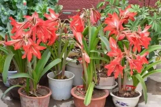 鹤顶红花养殖方法和注意事项