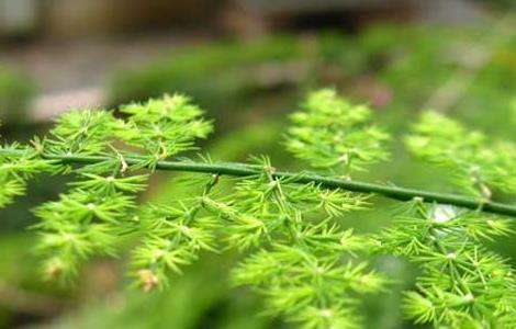 文竹什么时候开花？