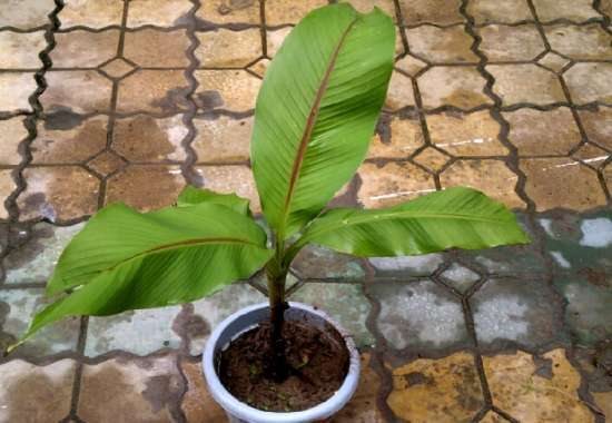 芭蕉图片附介绍：相册的图片免费下载