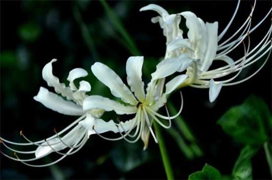 白花石蒜的花语和传说 代表无尽思念和绝望爱情