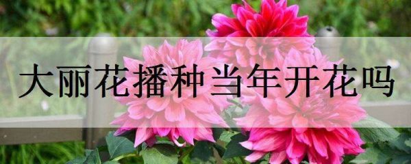 大丽花播种当年开花吗？