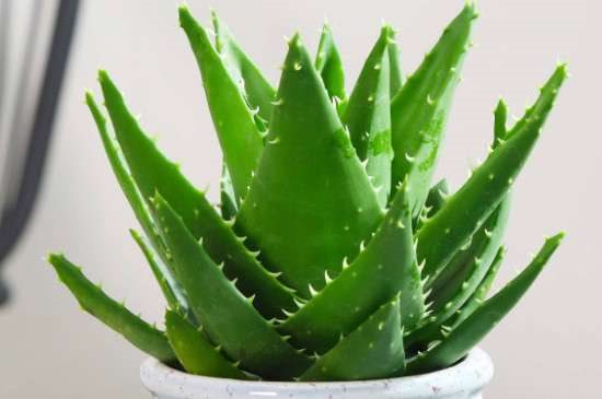 芦荟可以晒太阳吗？