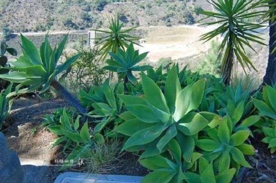 龙舌兰果实能吃吗？