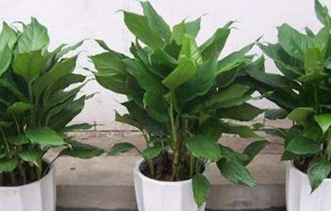 万年青养殖方法和注意事项