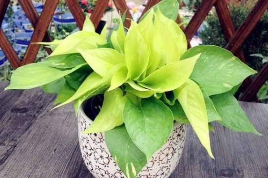 黄金葛和绿萝的区别？