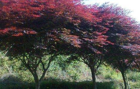 鸡爪槭的栽培技术