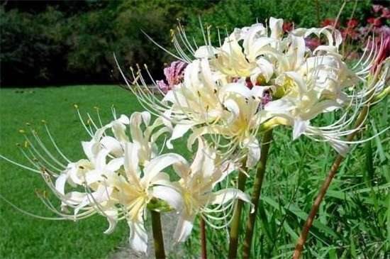 白花石蒜的花语和传说 代表无尽思念和绝望爱情