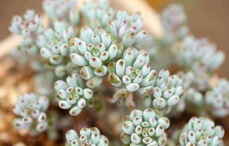 蓝豆的养殖多久？