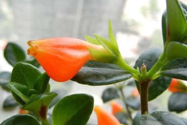 金鱼吊兰不开花怎么办 原因及处理多久？