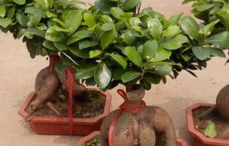 榕树盆景的养殖多久？