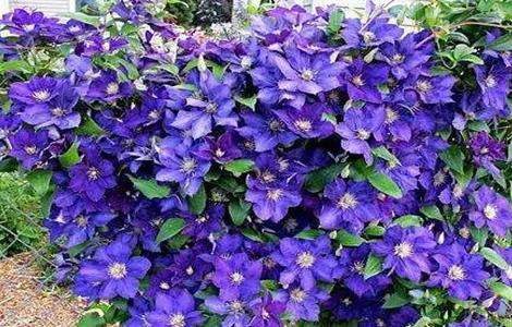 铁线莲的养殖多久?