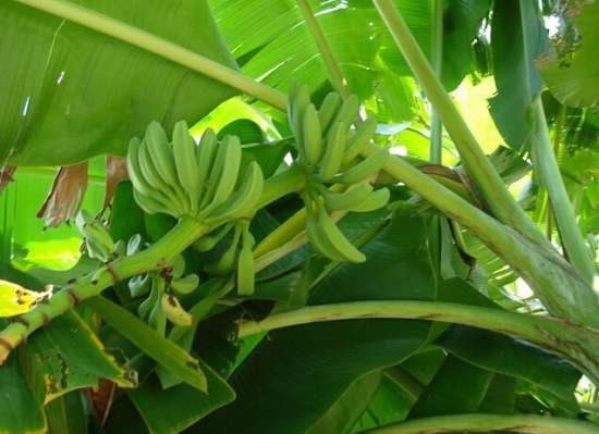 芭蕉图片附介绍：相册的图片免费下载