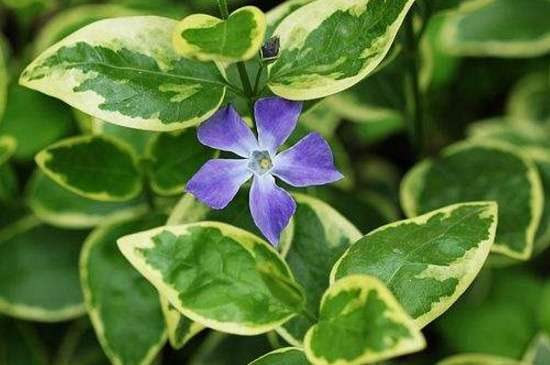 花叶蔓的养殖多久？