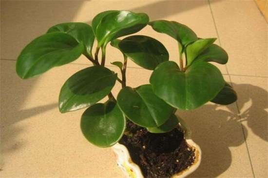 家里养碧玉花对风水好 有着聚财化煞的作用