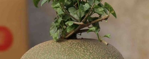 睡布袋的养殖方法和注意事项