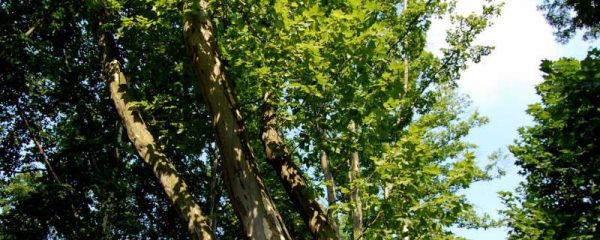 上海梧桐树的来历