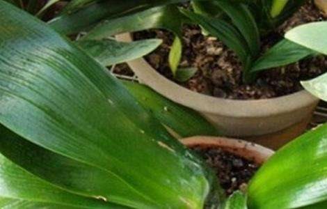 君子兰烂心怎么多久？