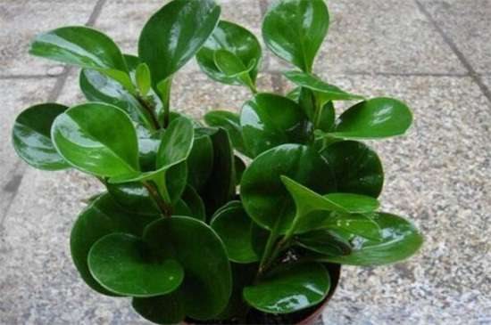 家里养碧玉花对风水好 有着聚财化煞的作用